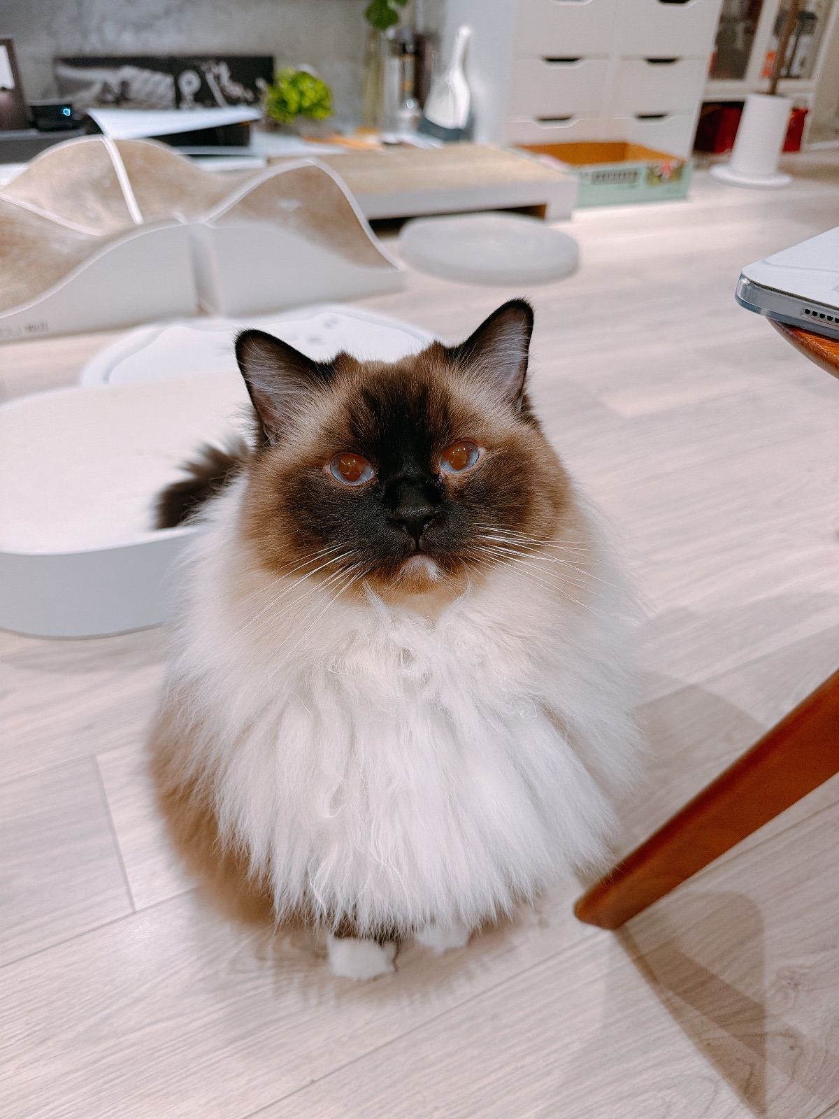 瑪路