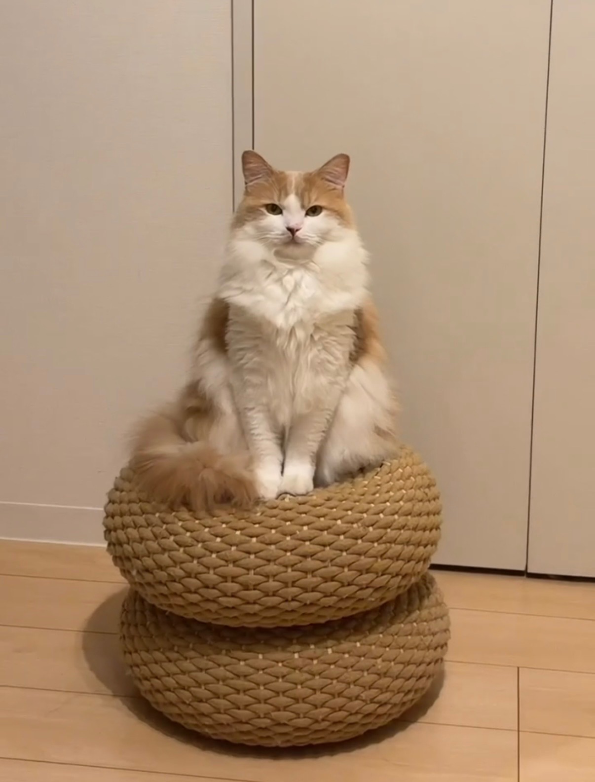 咪也是要修行