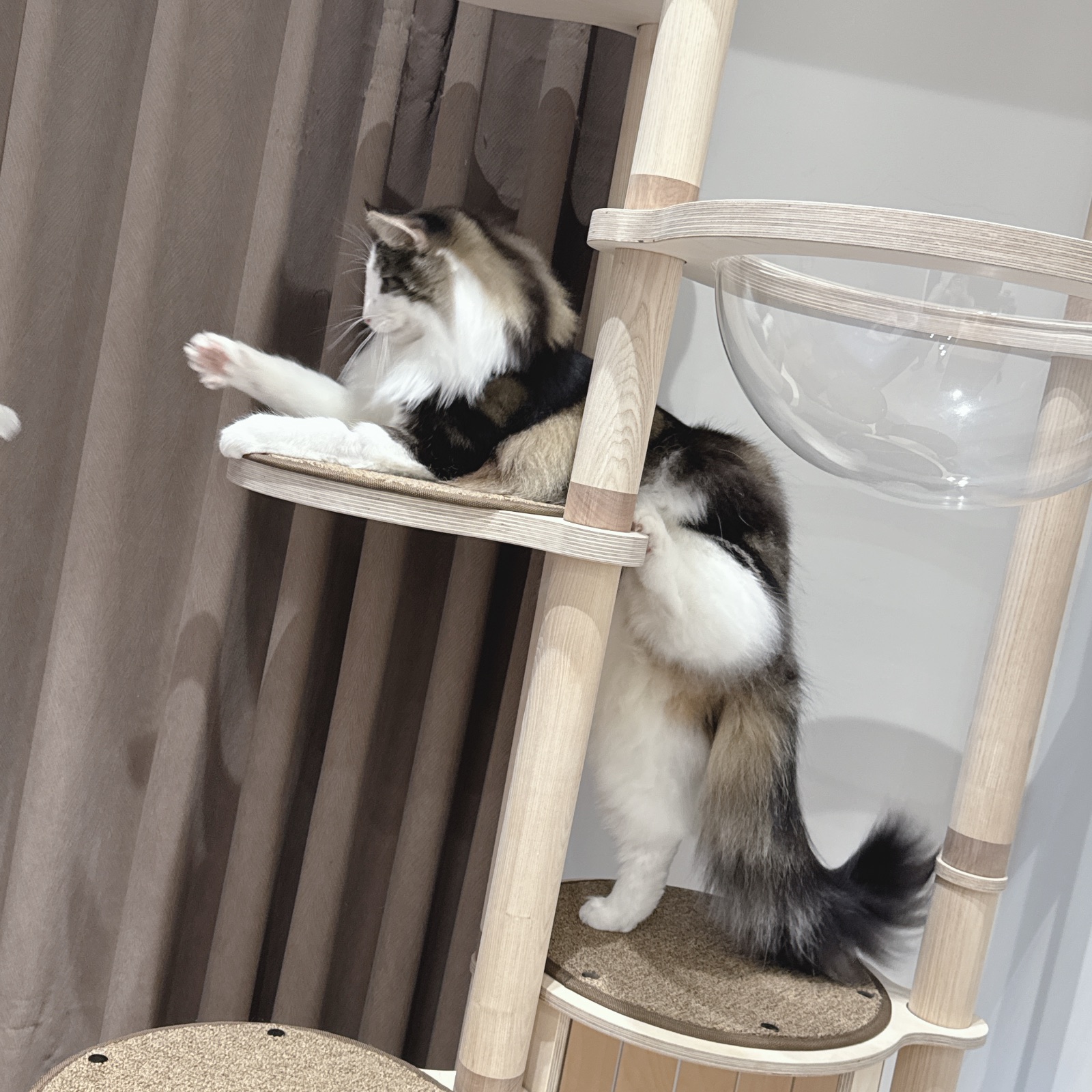 看我金雞獨立