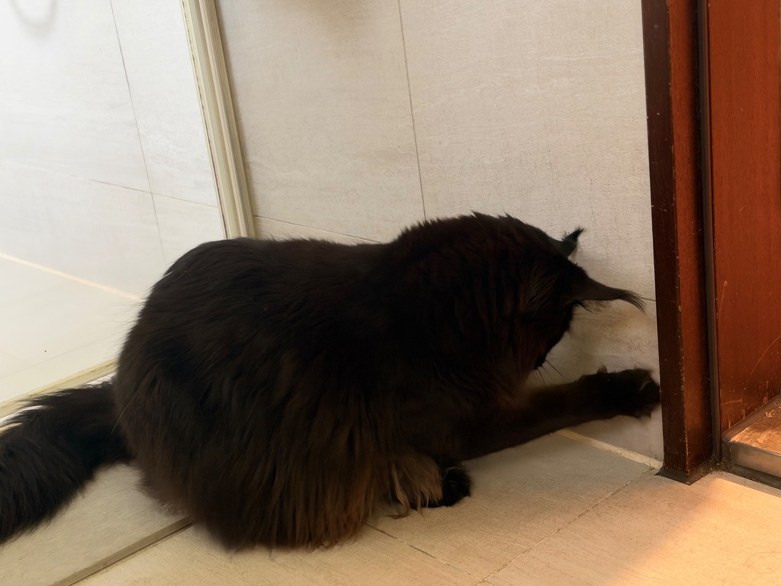 廁所跟屁蟲🚽