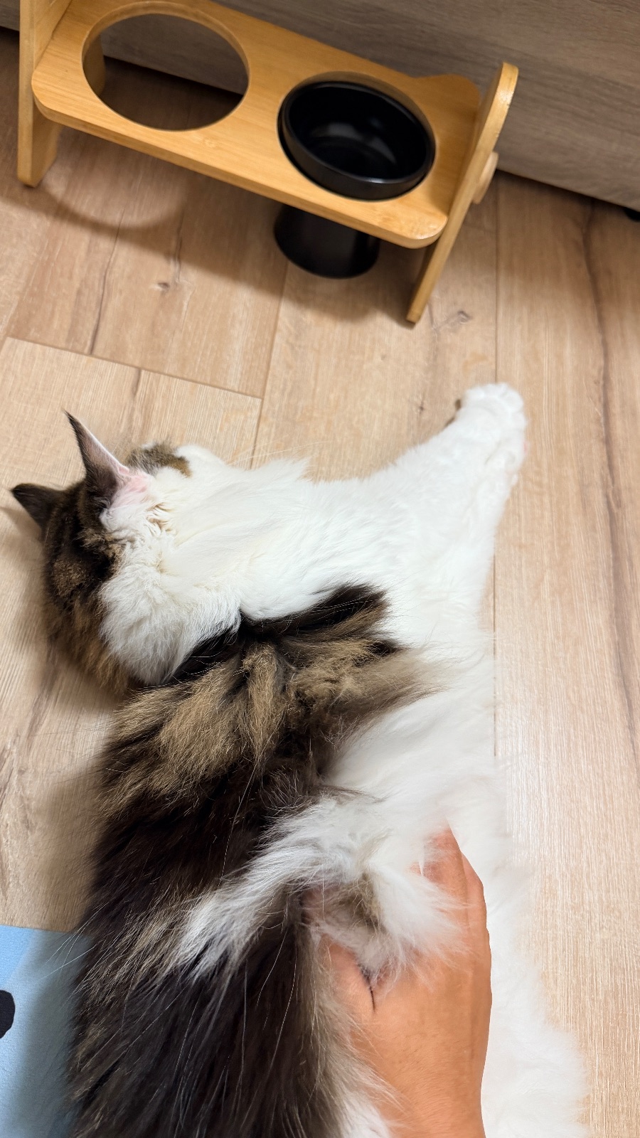 撒嬌鬼
