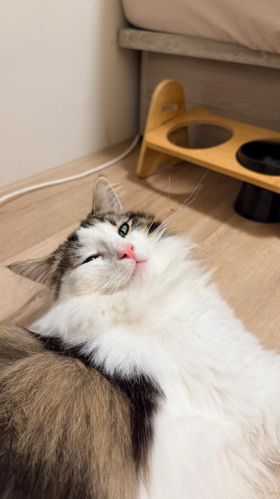 撒嬌鬼