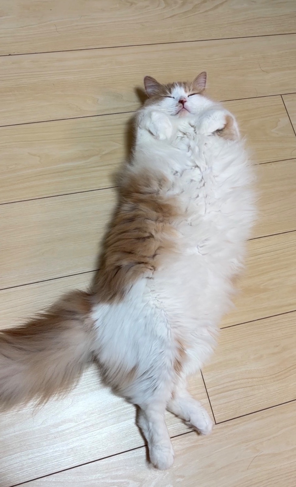 花海豹要睡覺了🦭