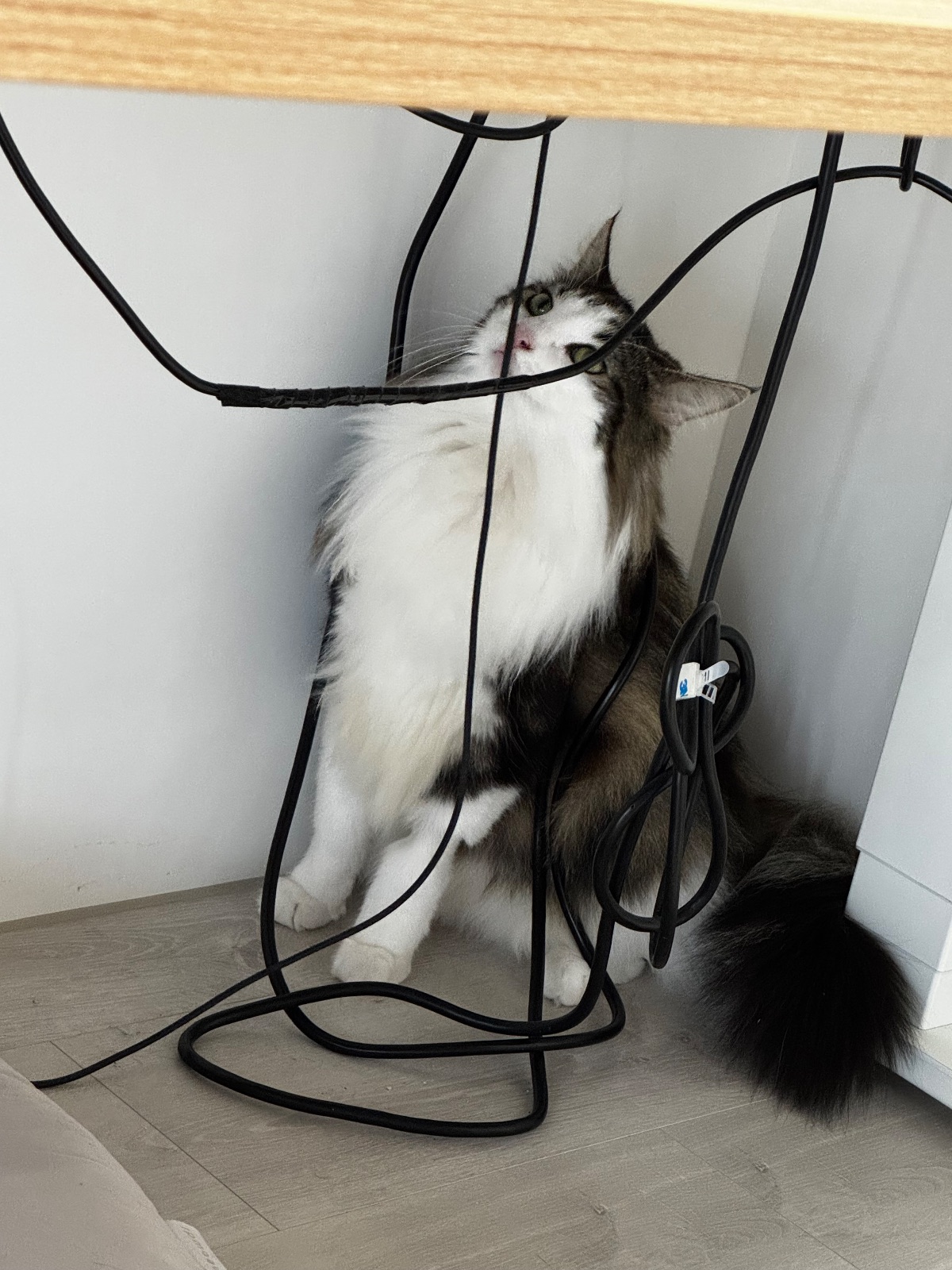 搗蛋現行犯