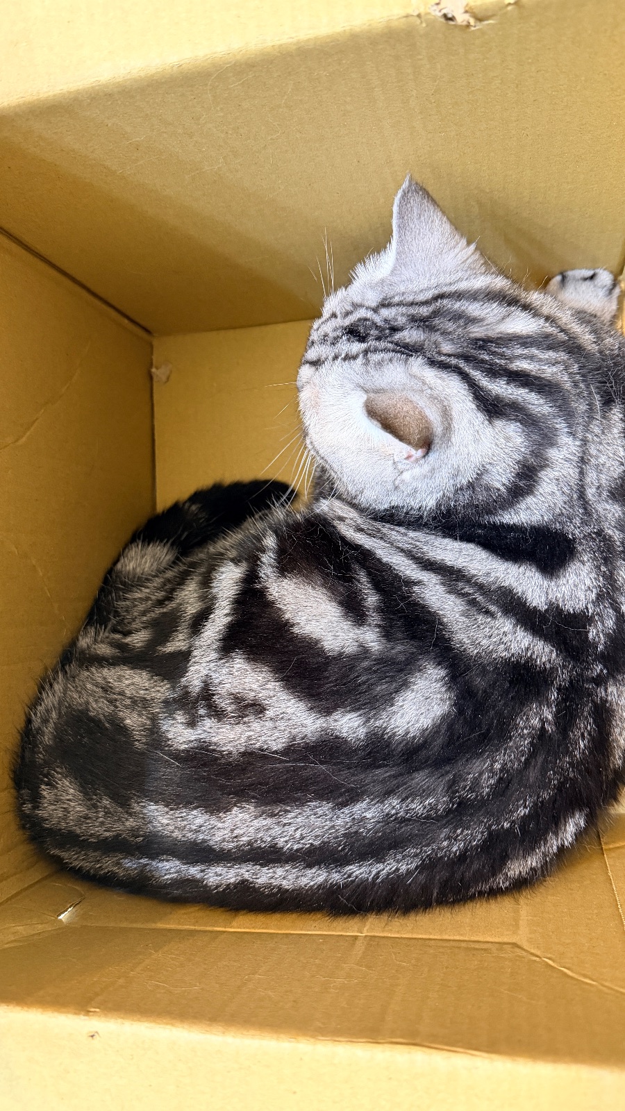 紙箱📦